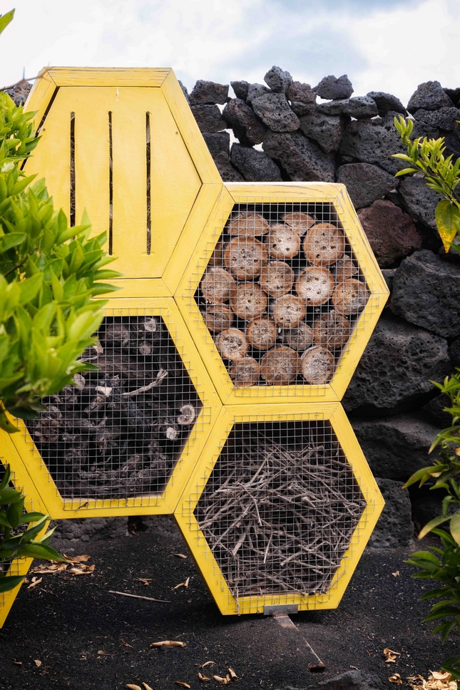 el grifo lanzarote 5